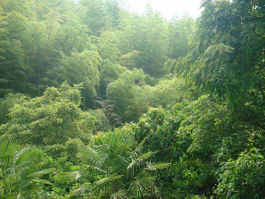 022 MIWP.jpg - Maharishi Island of World Peace has wild orange and bamboo forests in a pristine, natural state.Maharishi Island of World Peace has wild orange and bamboo forests in a pristine, natural state.